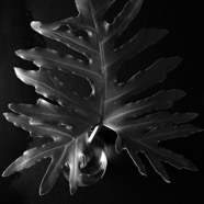09753EF7-C666-4C54-AD2B-16F052AE190F_1_201_a.jpeg
